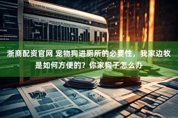 浙商配资官网 宠物狗进厕所的必要性，我家边牧是如何方便的？你家狗子怎么办
