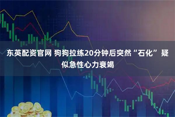 东英配资官网 狗狗拉练20分钟后突然“石化” 疑似急性心力衰竭