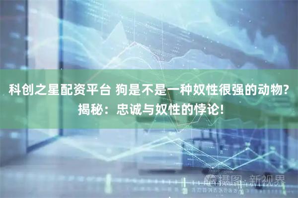 科创之星配资平台 狗是不是一种奴性很强的动物? 揭秘：忠诚与奴性的悖论!