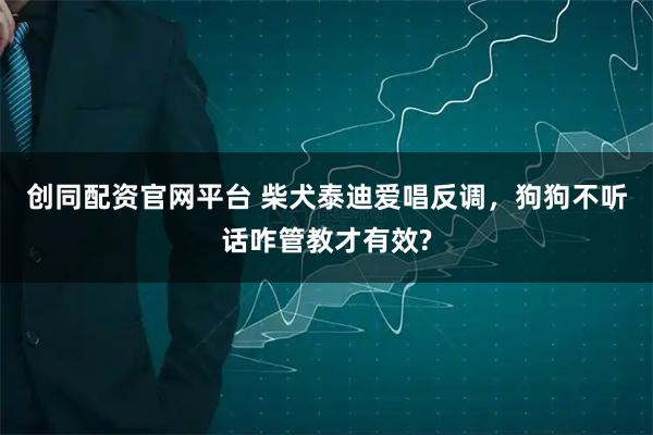 创同配资官网平台 柴犬泰迪爱唱反调，狗狗不听话咋管教才有效?