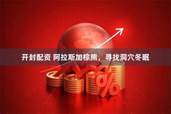 开封配资 阿拉斯加棕熊，寻找洞穴冬眠